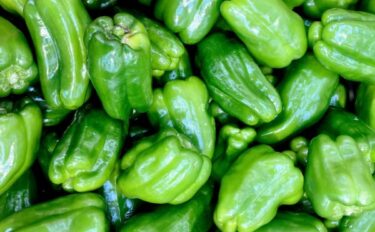 ピーマンの育て方|肥料食い野菜の追肥タイミングと過多・不足の見分け方