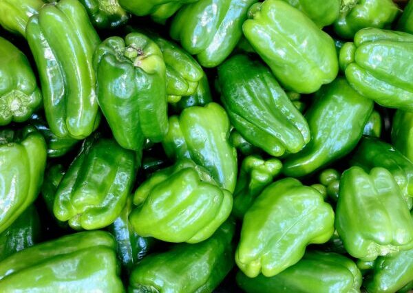 ピーマンの育て方｜肥料食い野菜の追肥タイミングと過多・不足の見分け方