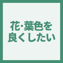 花・葉色を良くしたいのイメージアイコン