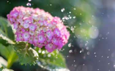 鉢植えアジサイ（紫陽花）の育て方｜基本の栽培方法から剪定・品種選びまで