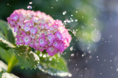 鉢植えアジサイ（紫陽花）の育て方｜基本の栽培方法から剪定・品種選びまで