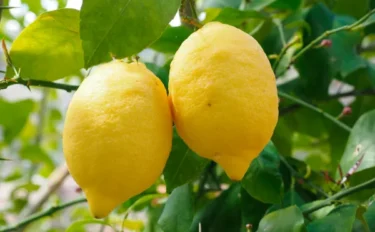 レモンの育て方｜鉢植え・庭植えの違いから剪定・収穫・病害虫対策まで解説