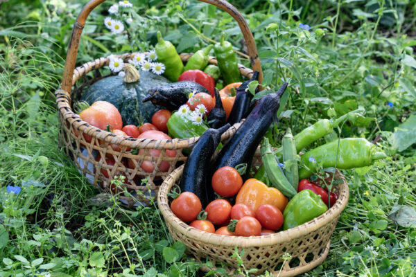 8月の家庭菜園｜収穫できる野菜とこれから植えられる秋冬野菜