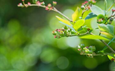 お礼肥とは|寒肥との違い・与える時期・失敗しない使い方