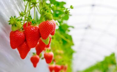 イチゴの育て方｜花芽分化・土づくり・ランナーでの苗づくりまで解説