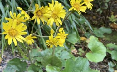 ツワブキの育て方｜秋から冬に咲く花の特長や日々の管理方法を解説