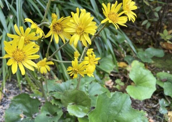 ツワブキの育て方|秋から冬に咲く花の特長や日々の管理方法を解説