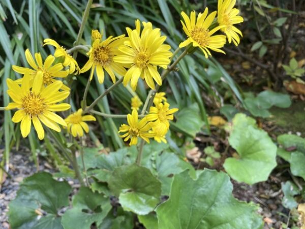 ツワブキの育て方｜秋から冬に咲く花の特長や日々の管理方法を解説