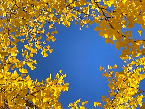 イチョウ（銀杏）の育て方｜地植え・鉢植え・実生の管理方法