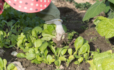 11月の家庭菜園｜種まき・植えつけ・収穫と冬支度