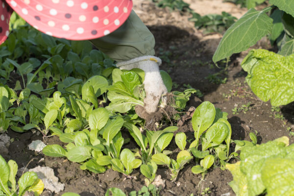 11月の家庭菜園|種まき・植えつけ・収穫と冬支度