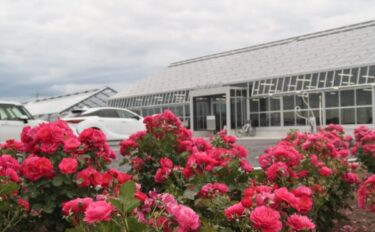 バラをもっと深く知る㊽公共の場を彩る②日本のバラ