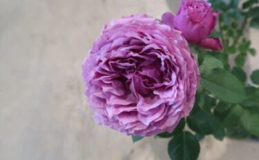 Labyrinth バラの迷宮 pickup244『ルナリィ』