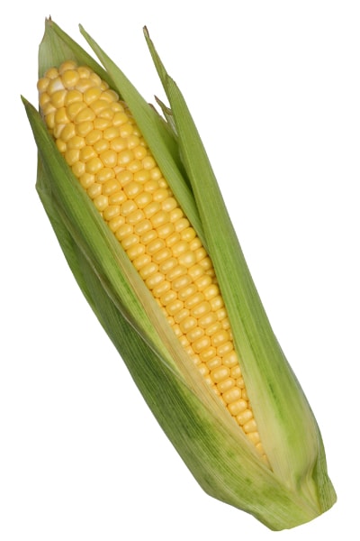 トウモロコシ みなとの野菜大辞典