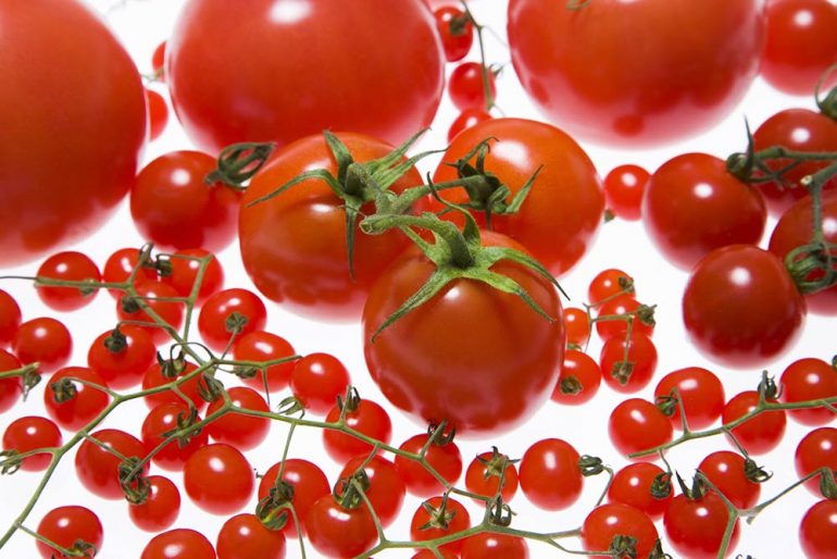 トマト｜みなとの野菜大辞典