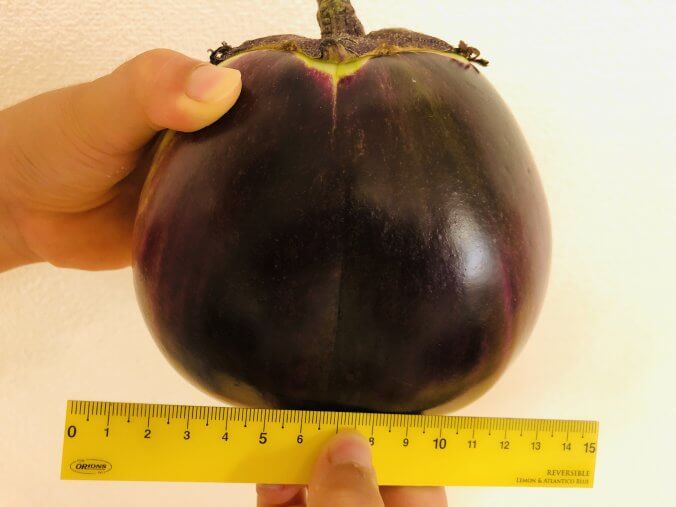 ナス みなとの野菜大辞典 ナス みなとの野菜大辞典
