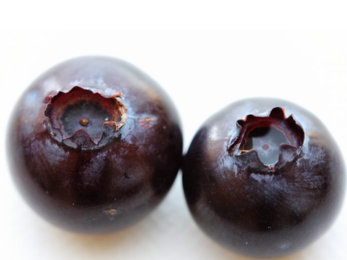 ブルーベリー みなとの野菜大辞典 ブルーベリー みなとの野菜大辞典