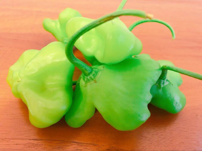 ピーマン みなとの野菜大辞典 ピーマン みなとの野菜大辞典