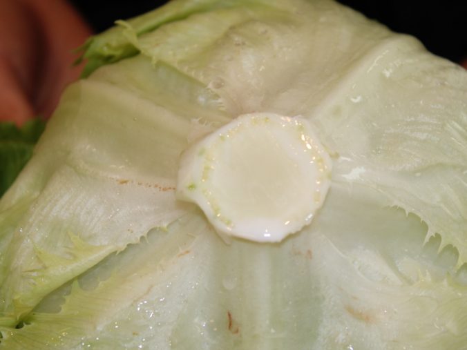 レタス みなとの野菜大辞典 レタス みなとの野菜大辞典