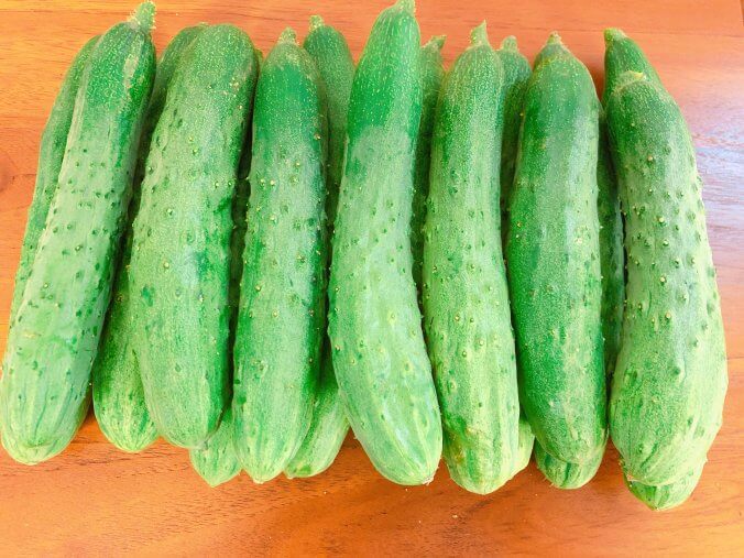 キュウリ みなとの野菜大辞典 キュウリ みなとの野菜大辞典