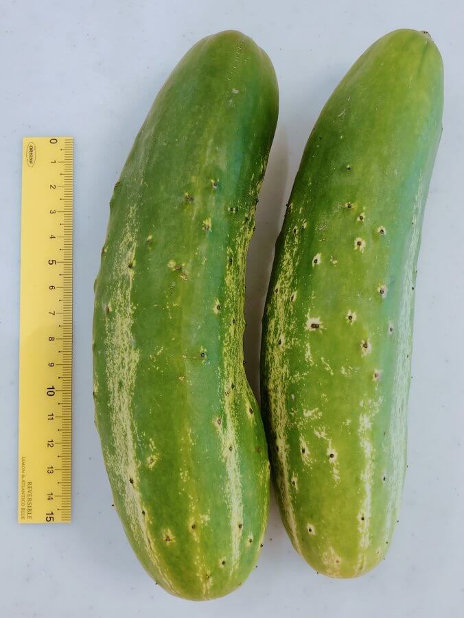 キュウリ みなとの野菜大辞典 キュウリ みなとの野菜大辞典