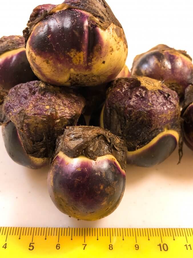 ナス みなとの野菜大辞典