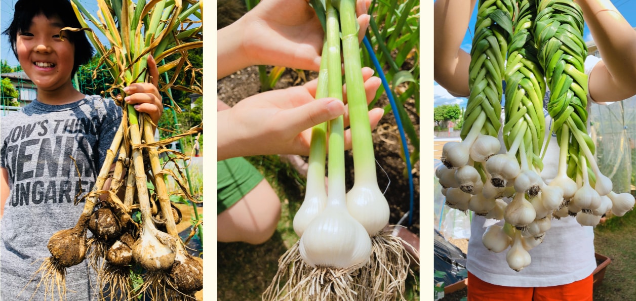 にんにく みなとの野菜大辞典 にんにく みなとの野菜大辞典
