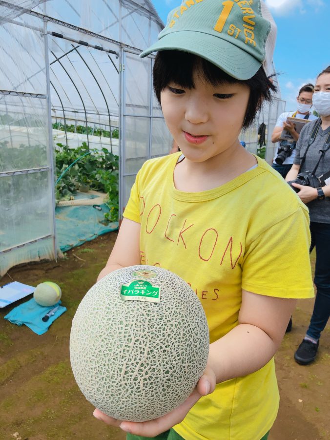 メロン みなとの野菜大辞典