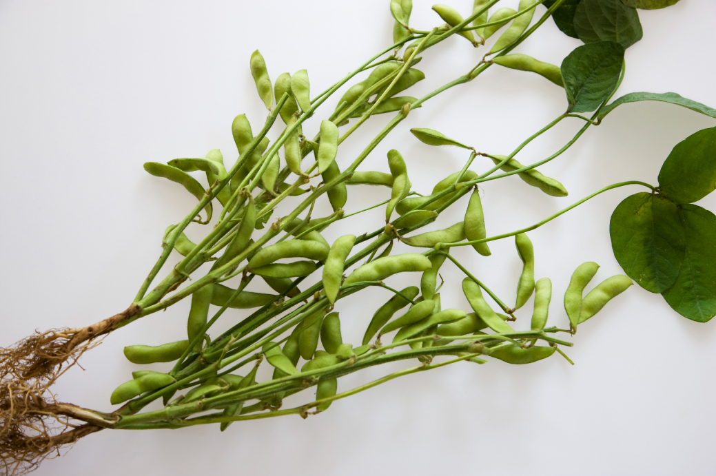 えだまめ｜みなとの野菜大辞典