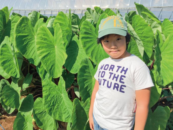 里芋 みなとの野菜大辞典 里芋 みなとの野菜大辞典