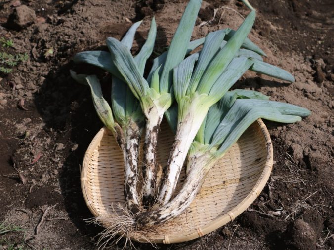 ねぎ みなとの野菜大辞典 ねぎ みなとの野菜大辞典