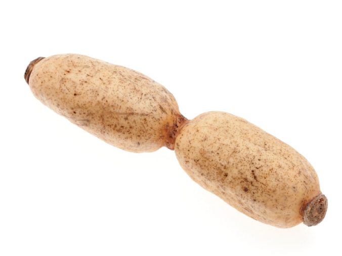 レンコン みなとの野菜大辞典 レンコン みなとの野菜大辞典