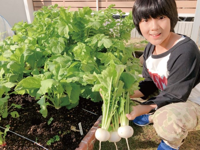 カブ 蕪 みなとの野菜大辞典 カブ 蕪 みなとの野菜大辞典
