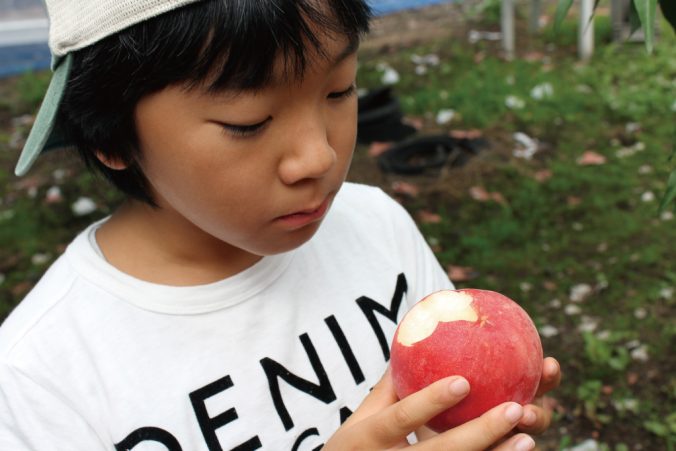 桃 みなとの野菜大辞典