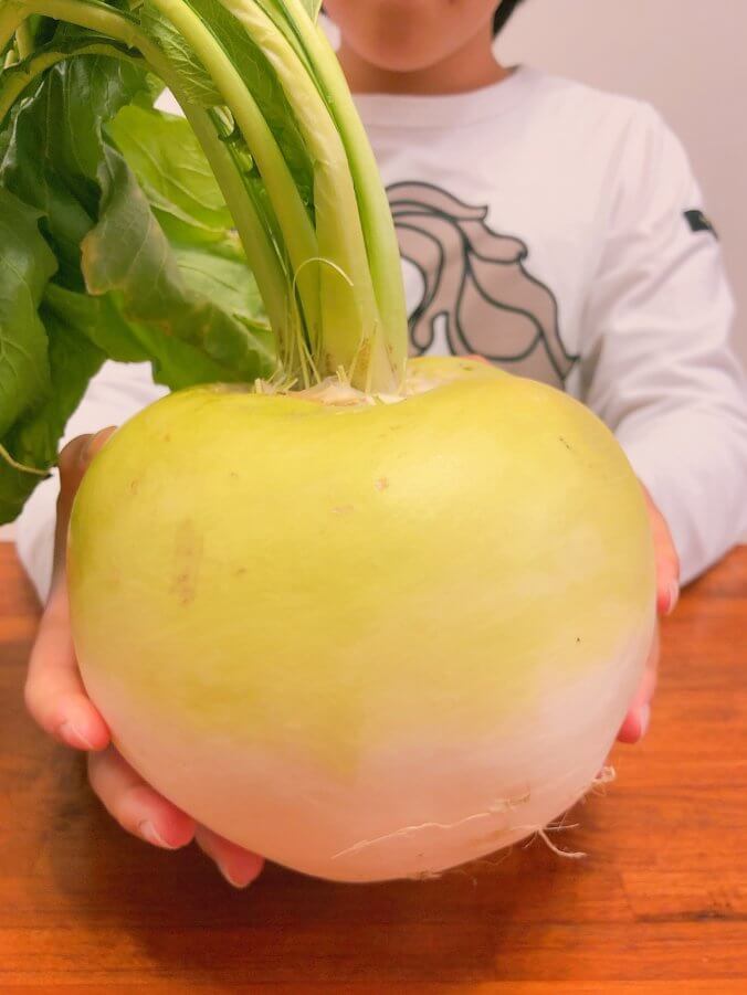 カブ 蕪 みなとの野菜大辞典