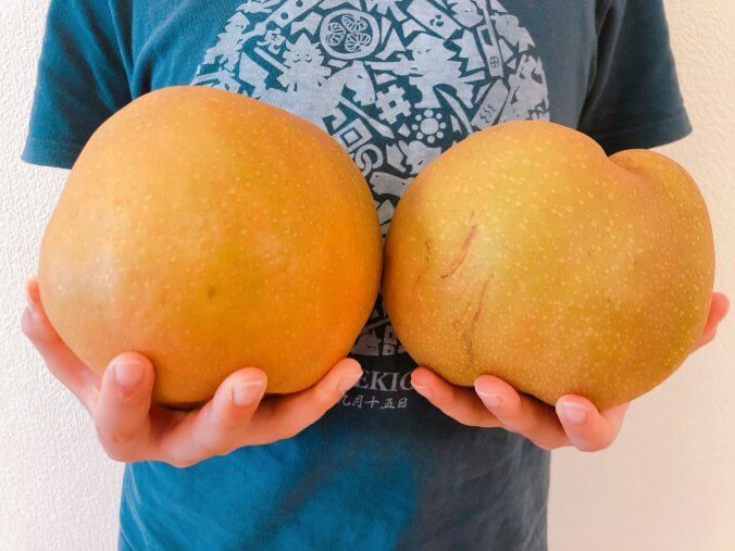ナシ 梨 みなとの野菜大辞典 ナシ 梨 みなとの野菜大辞典