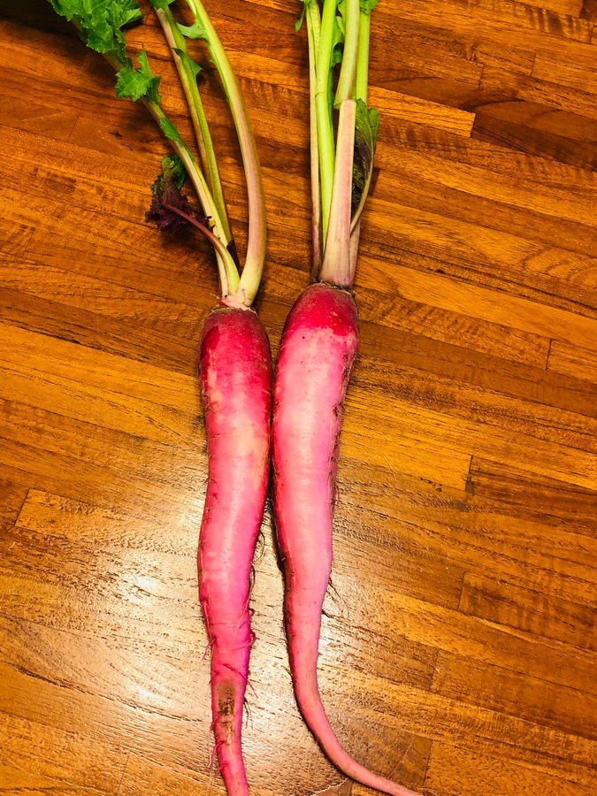 カブ 蕪 みなとの野菜大辞典