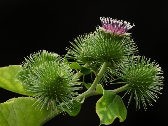 ゴボウ みなとの野菜大辞典