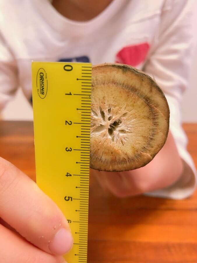 ゴボウ みなとの野菜大辞典 ゴボウ みなとの野菜大辞典