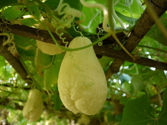 ハヤトウリ みなとの野菜大辞典