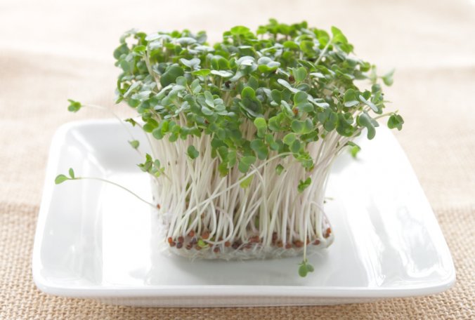 ブロッコリー みなとの野菜大辞典 ブロッコリー みなとの野菜大辞典