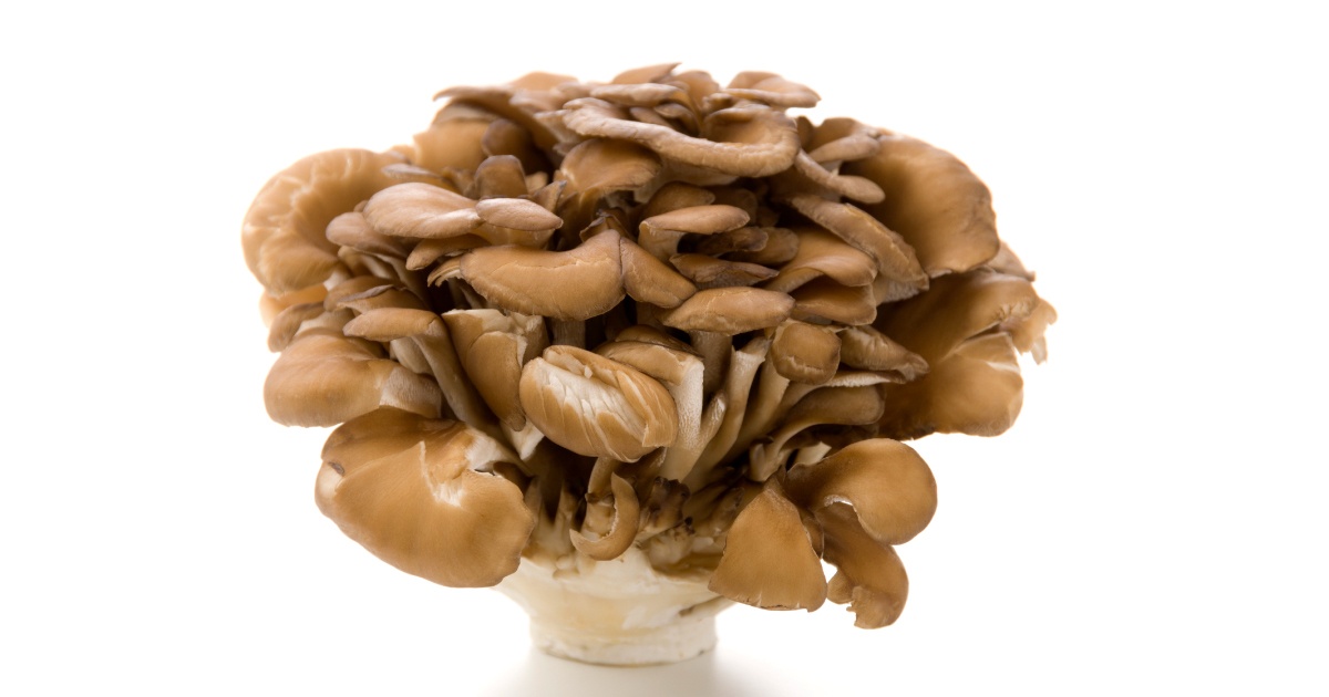 マイタケ みなとの野菜大辞典