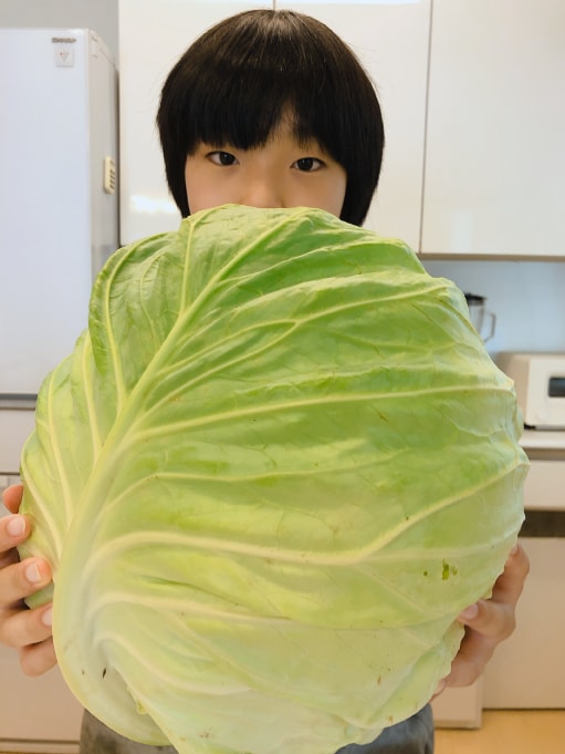 キャベツ みなとの野菜大辞典