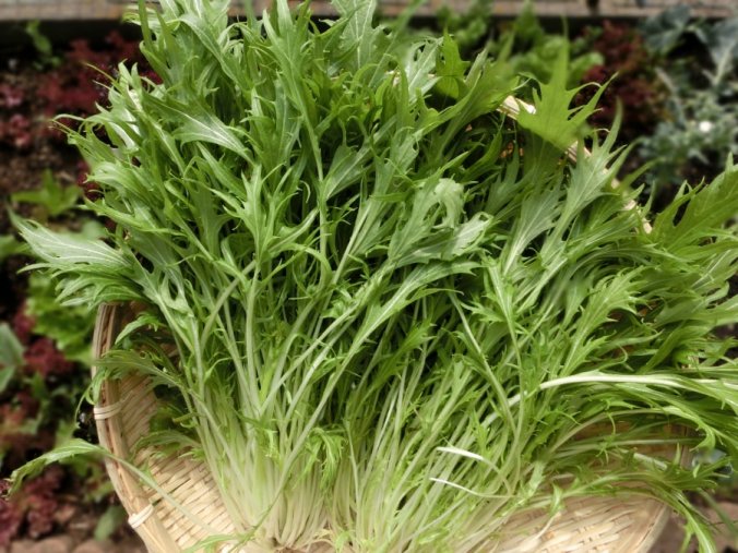 水菜 みなとの野菜大辞典