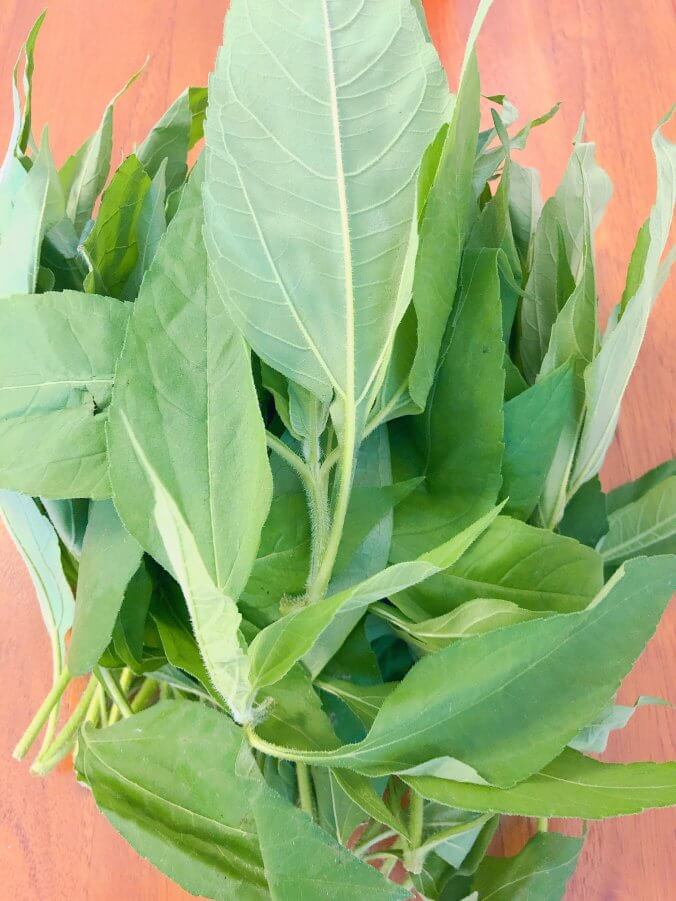 キクイモ 菊芋 みなとの野菜大辞典 キクイモ 菊芋 みなとの野菜大辞典