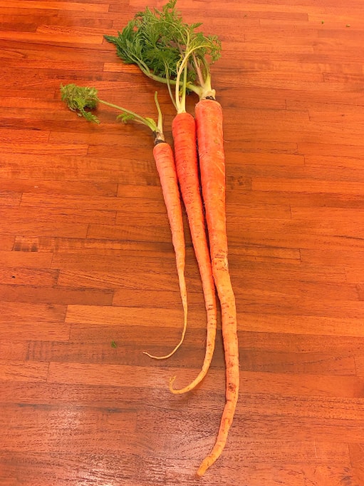 ニンジン みなとの野菜大辞典 ニンジン みなとの野菜大辞典