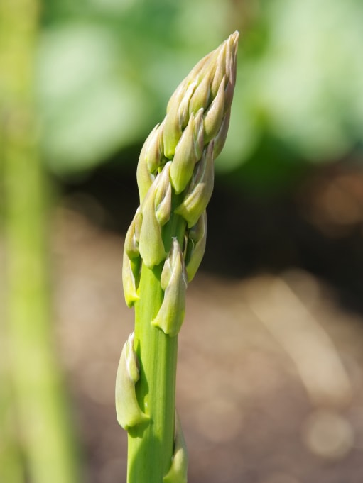 アスパラガス みなとの野菜大辞典