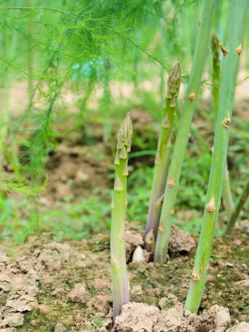 アスパラガス みなとの野菜大辞典