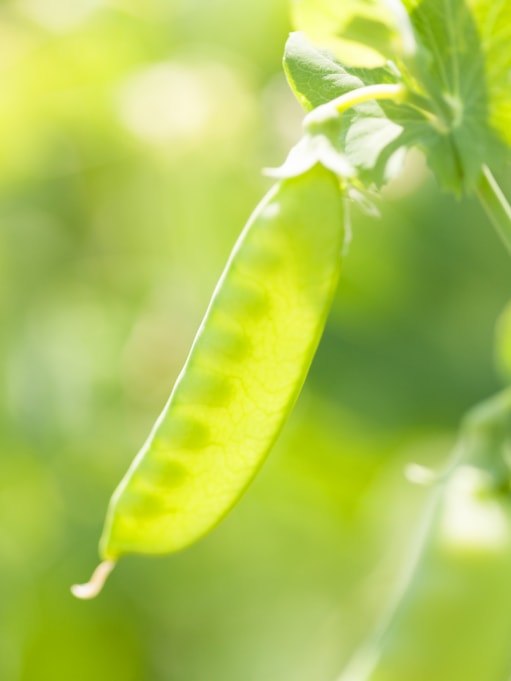 スナップエンドウ みなとの野菜大辞典 スナップエンドウ みなとの野菜大辞典