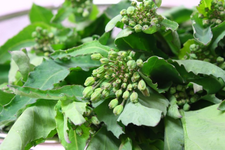 なばな 菜花 みなとの野菜大辞典 なばな 菜花 みなとの野菜大辞典